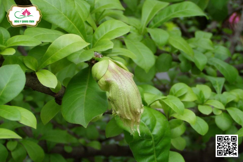 Đào Tiên - Crescentia Cujete, Bignoniaceae