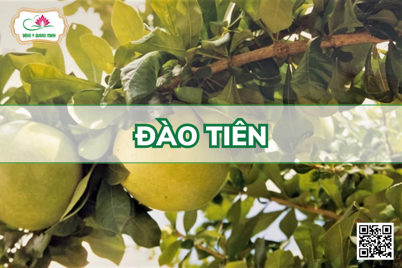 Đào Tiên - Crescentia Cujete, Bignoniaceae