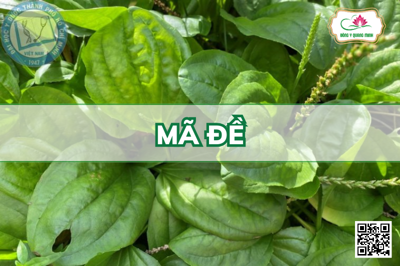 Mã Đề – Plantago Major, Plantaginaceae