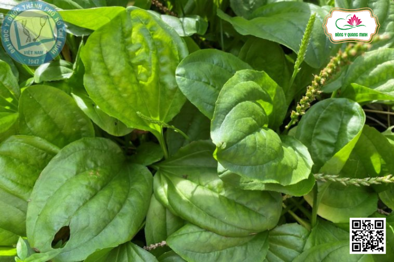 Mã Đề – Plantago Major, Plantaginaceae