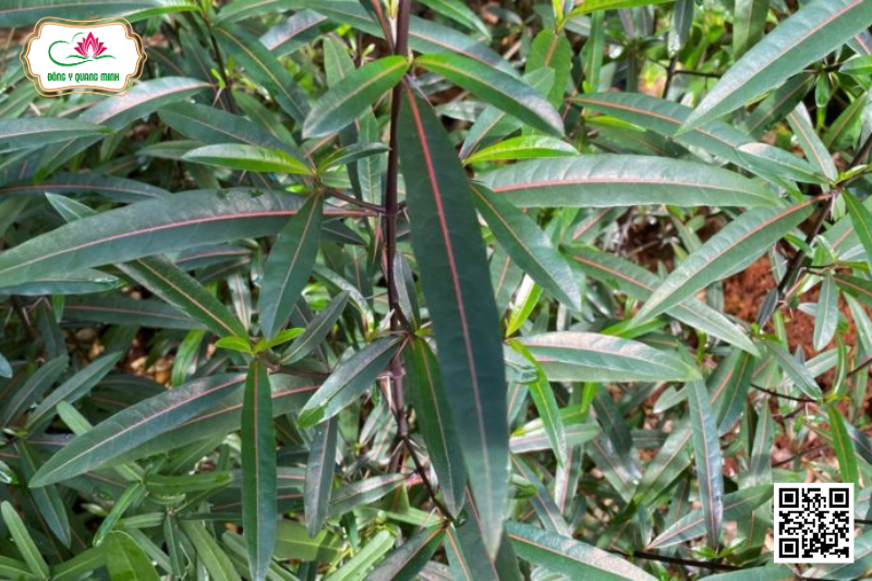 Kim Vàng – Barleria Lupulina, Acanthaceae