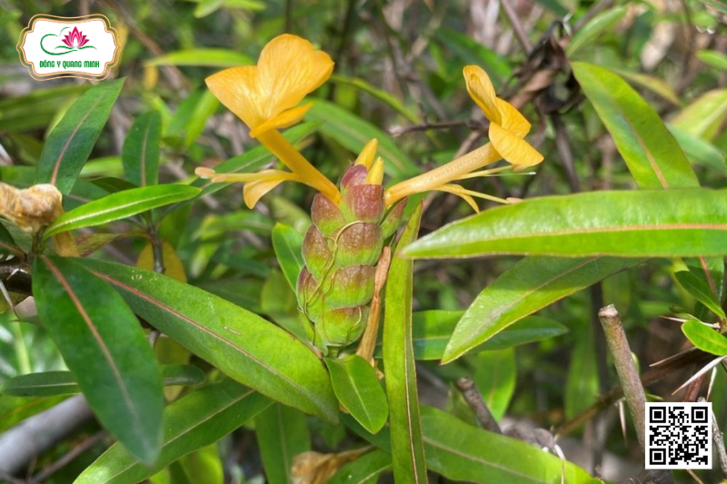 Kim Vàng – Barleria Lupulina, Acanthaceae