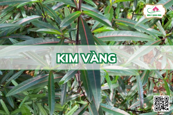 Kim Vàng – Barleria Lupulina, Acanthaceae