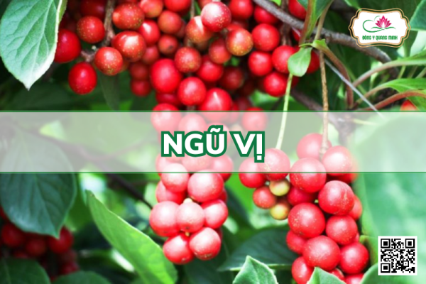 Ngũ Vị - Schisandra Chinensis, Schisandraceae