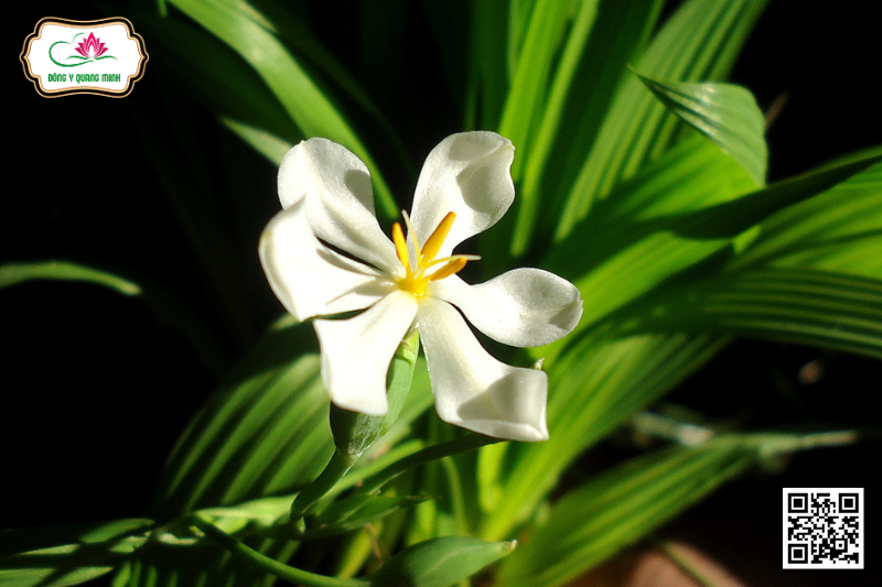 Sâm Đại Hành - Eleutherine Bulbosa, Iridaceae