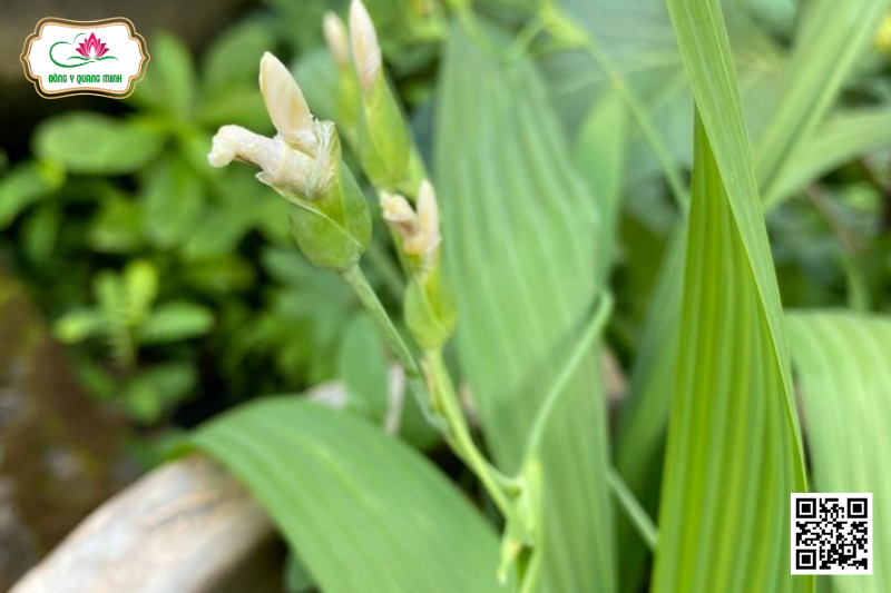Sâm Đại Hành - Eleutherine Bulbosa, Iridaceae