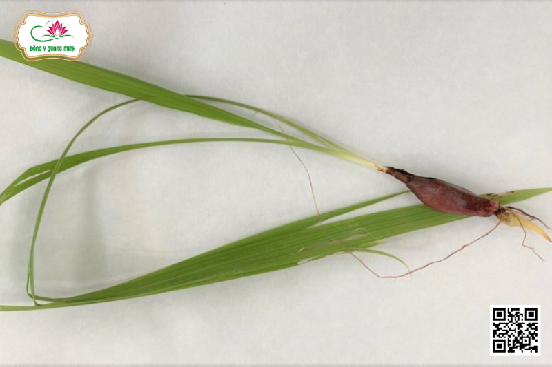 Sâm Đại Hành - Eleutherine Bulbosa, Iridaceae