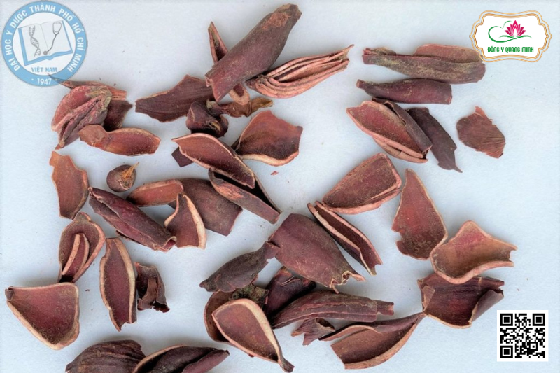 Sâm Đại Hành - Eleutherine Bulbosa, Iridaceae