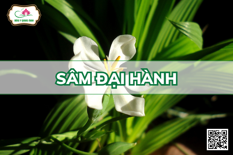 Sâm Đại Hành - Eleutherine Bulbosa, Iridaceae