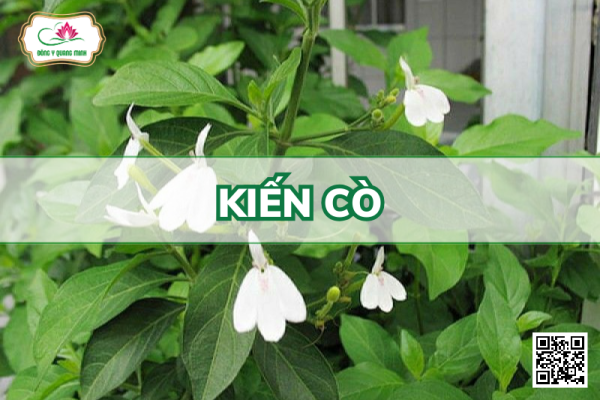 Kiến Cò – Rhinacanthus Nasutus, Acanthaceae