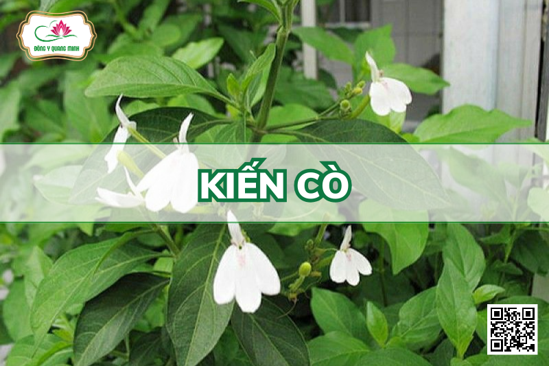 Kiến Cò – Rhinacanthus Nasutus, Acanthaceae