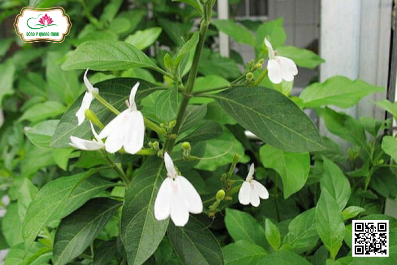 Kiến Cò – Rhinacanthus Nasutus, Acanthaceae
