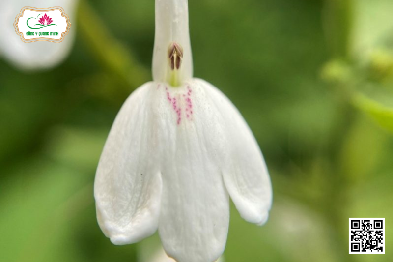 Kiến Cò – Rhinacanthus Nasutus, Acanthaceae