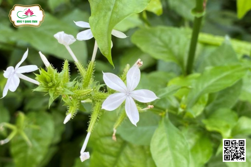 Bạch Hoa Xà – Plumbago Zeylanica, Plumbaginaeae