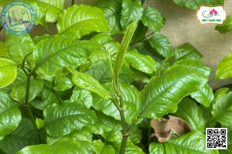 Bạch Hoa Xà – Plumbago Zeylanica, Plumbaginaeae