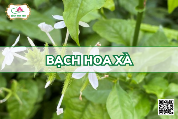 Bạch Hoa Xà – Plumbago Zeylanica, Plumbaginaeae