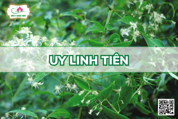 Uy Linh Tiên – Clematis Chinensis, Ranunculaceae