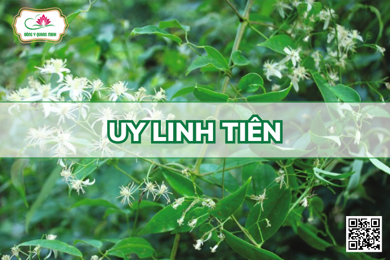 Uy Linh Tiên – Clematis Chinensis, Ranunculaceae