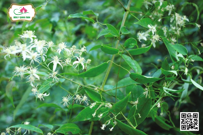 Uy Linh Tiên – Clematis Chinensis, Ranunculaceae