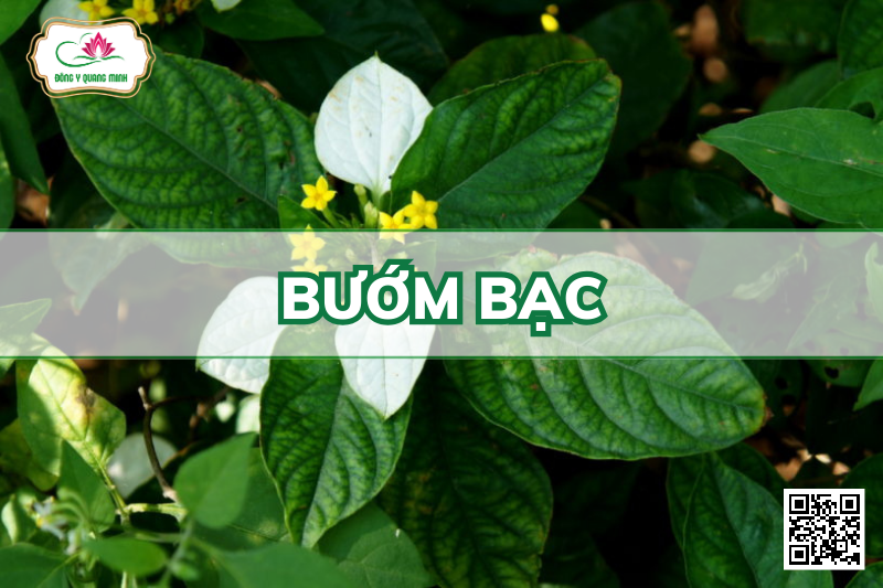 Bướm Bạc – Mussaenda Pubescens, Rubiaceae