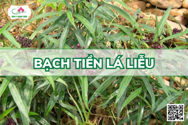 Bạch Tiền Lá Liễu – Cynanchum Stauntonii, Asclepiadaceae