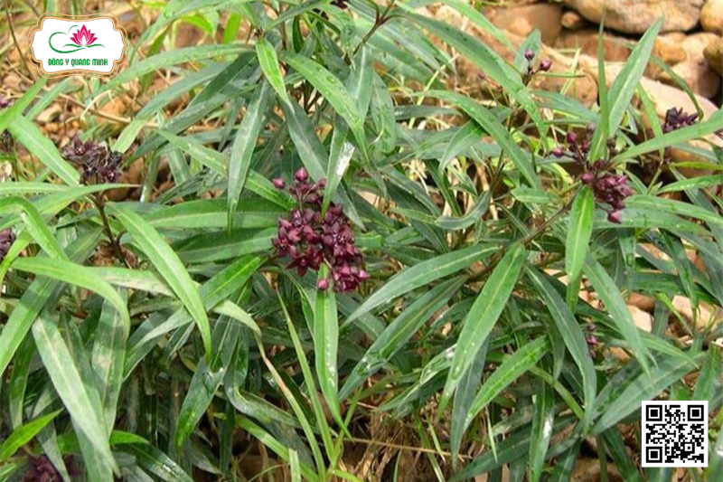 Bạch Tiền Lá Liễu – Cynanchum Stauntonii, Asclepiadaceae