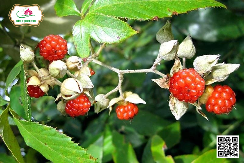 Ngấy Hương – Rubus Cochinchinensis, Rosaceae