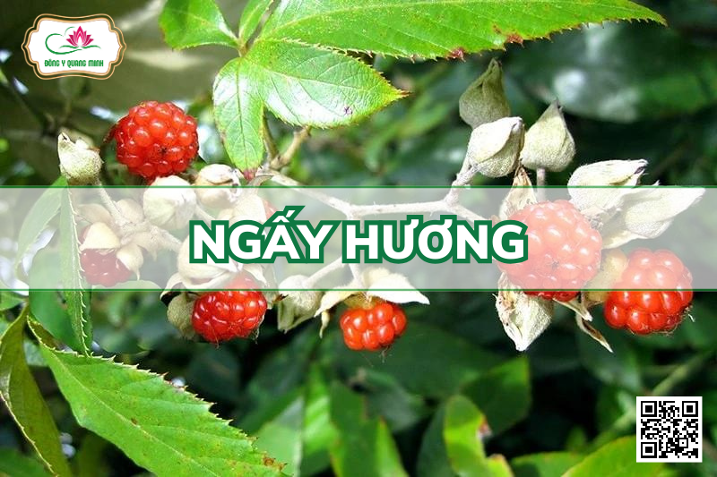 Ngấy Hương – Rubus Cochinchinensis, Rosaceae