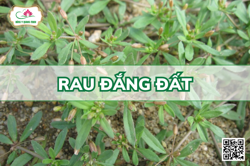 Rau Đắng Đất - Glinus Oppositifolius, Molluginaceae