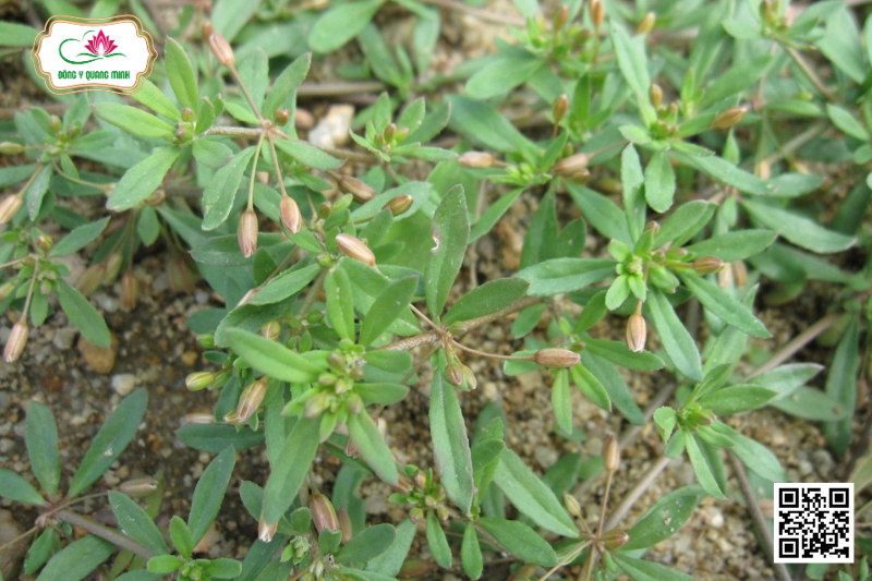 Rau Đắng Đất - Glinus Oppositifolius, Molluginaceae