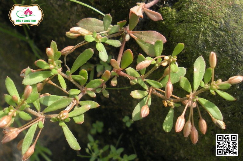 Rau Đắng Đất - Glinus Oppositifolius, Molluginaceae