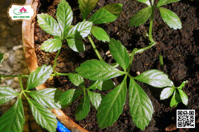 Giảo cổ lam – Gynostemma pentaphyllum, Cucurbitaceae