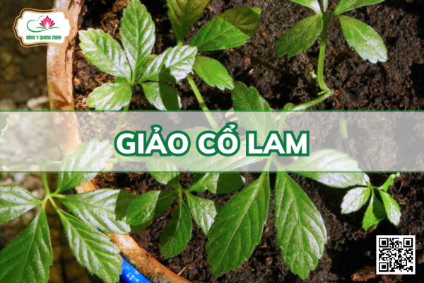 Giảo Cổ Lam – Gynostemma Pentaphyllum, Cucurbitaceae