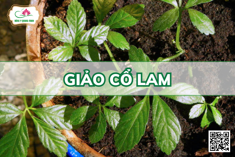 Giảo Cổ Lam – Gynostemma Pentaphyllum, Cucurbitaceae
