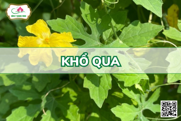 Khổ Qua – Momordica Charantia, Cucurbitaceae