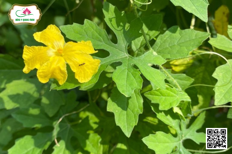 Khổ Qua – Momordica Charantia, Cucurbitaceae