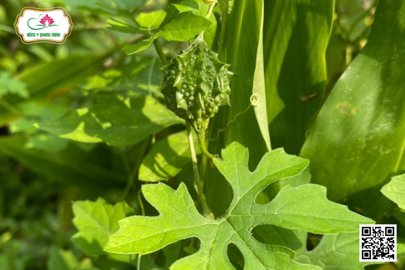Khổ Qua – Momordica Charantia, Cucurbitaceae