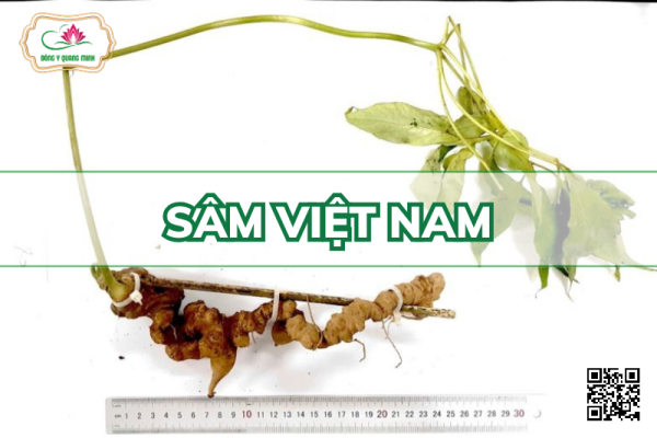 Sâm Việt Nam – Panax Vietnamensis, Araliaceae