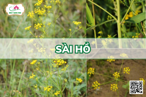 Sài Hồ - Bupleurum Chinense, Apiaceae