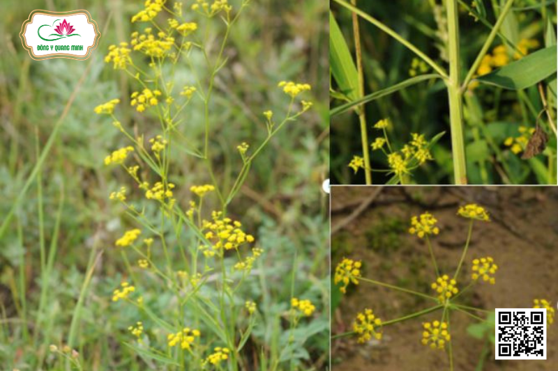 Sài Hồ - Bupleurum Chinense, Apiaceae