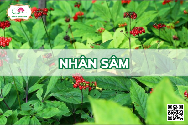 Nhân Sâm - Panax Ginseng, Araliaceae