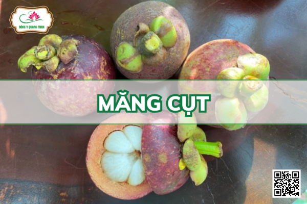 Măng Cụt – Garcinia Mangostana, Clusiaceae
