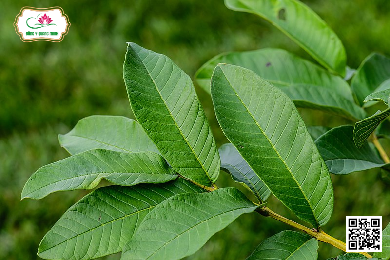 Ổi - Psidium Guajava, Myrtaceae