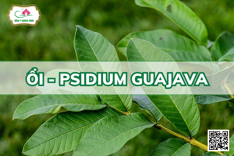 Ổi - Psidium Guajava, Myrtaceae
