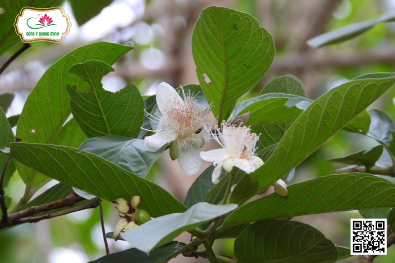 Ổi - Psidium Guajava, Myrtaceae