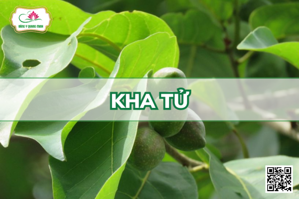 Kha Tử – Terminalia Chebula, Combretaceae