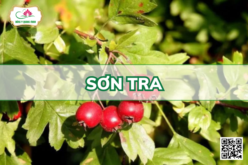 Sơn Tra - Malus Doumeri Và Docynia indica, Rosaceae