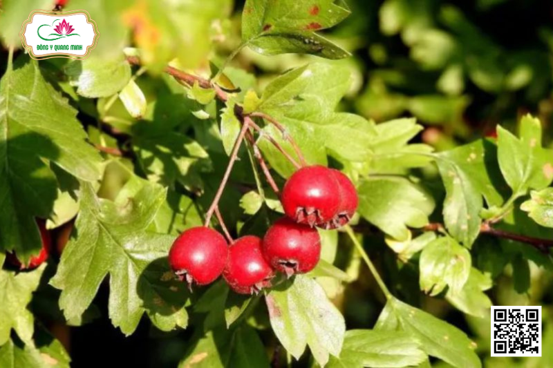 Sơn Tra - Malus Doumeri Và Docynia indica, Rosaceae