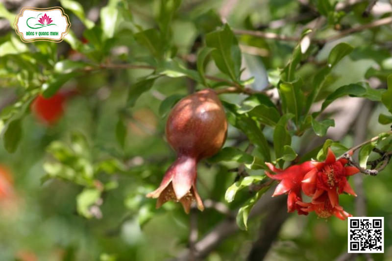Lựu - Punica Granatum, Punicaceae
