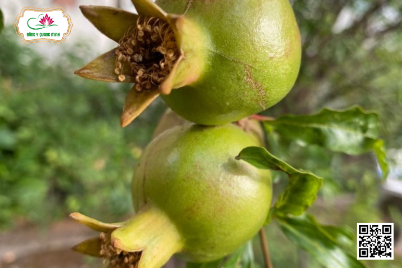 Lựu - Punica Granatum, Punicaceae